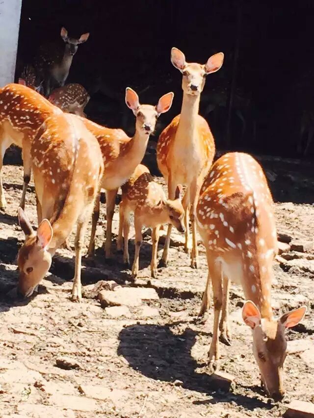 鑫祿鹿場的圖標